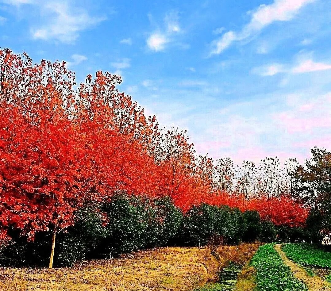 Featured image of post 谷歌 AI 大改版与安卓快传扩展，特朗普手机 T1 亮相，暗物质理论遭物理解构重写