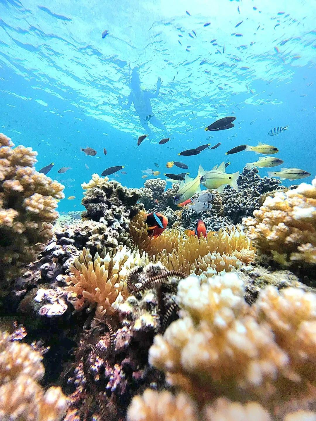 Featured image of post 芯片短缺警报再响，内存价格飙升；大型强子对撞机发现“魔法”量子现象，古老生命在冰封万年后苏醒