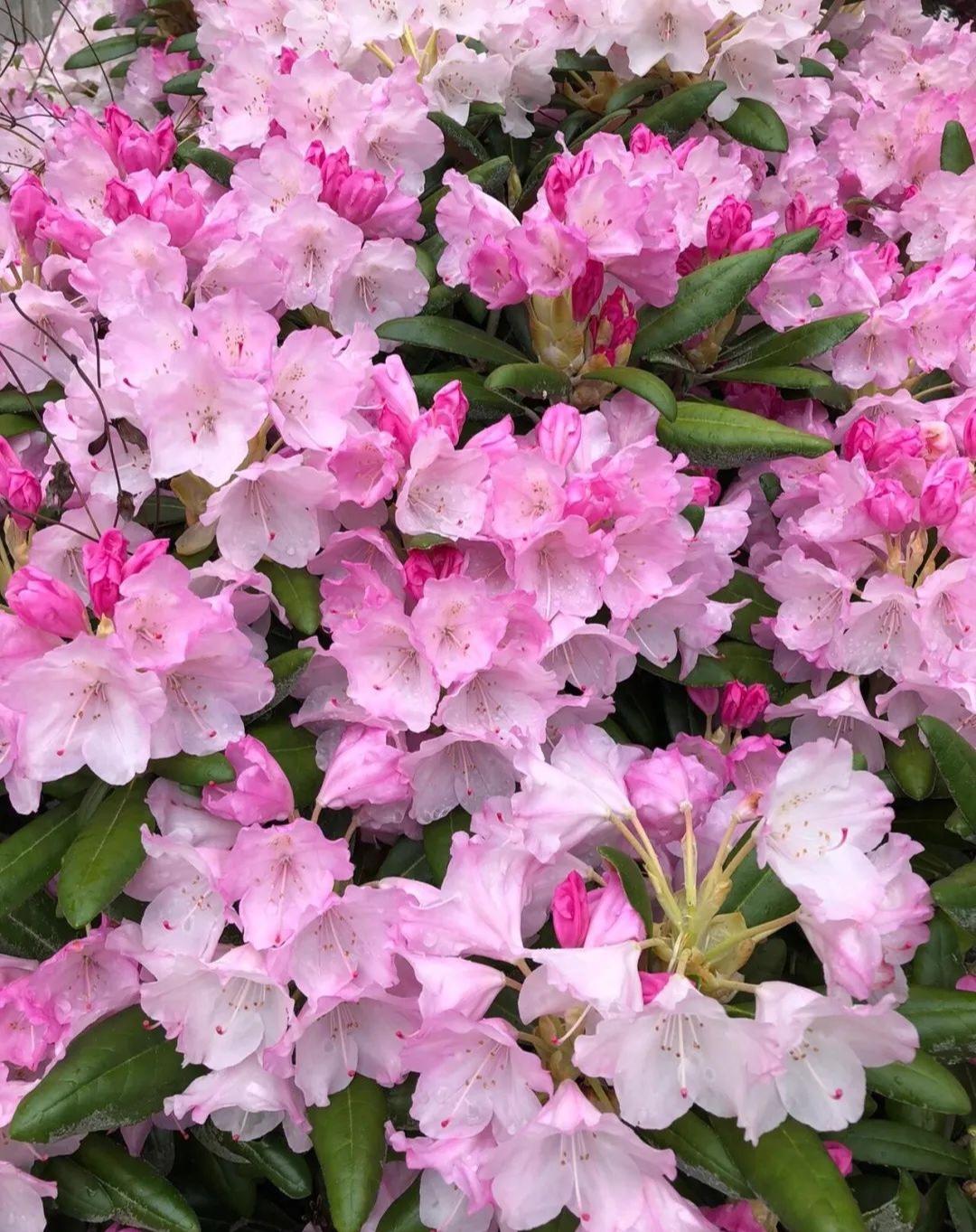 Featured image of post 今日科技头条：AI 破译古董代码漏洞，苹果 MacBook Ultra 与 iPhone 18 Pro 蓄势待发