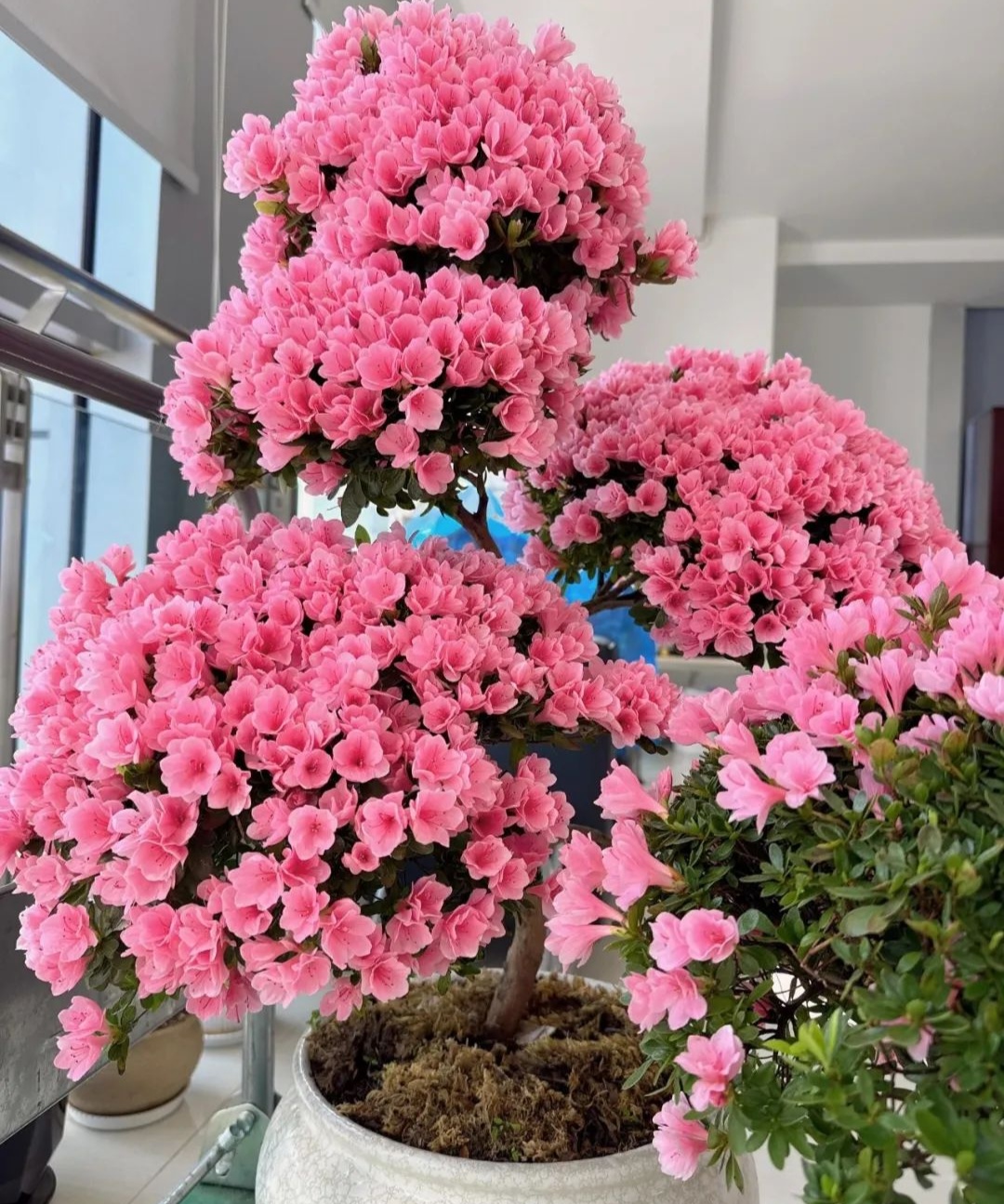 Featured image of post Meta 为 AI 硬件挖角苹果设计主管；谷歌 AI 新闻标题引争议；卫星星座严重干扰哈勃观测