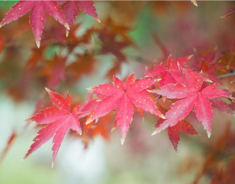 Featured image of post 未来几年的AI 发展预测