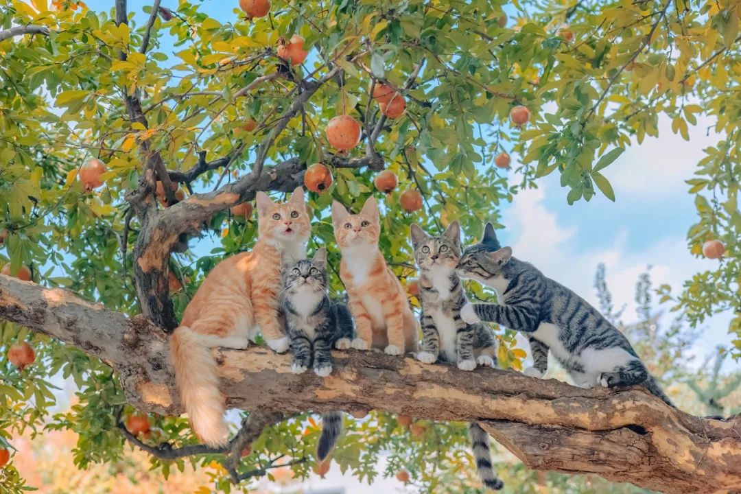 Featured image of post 用 Cursor 开发未知语言代码