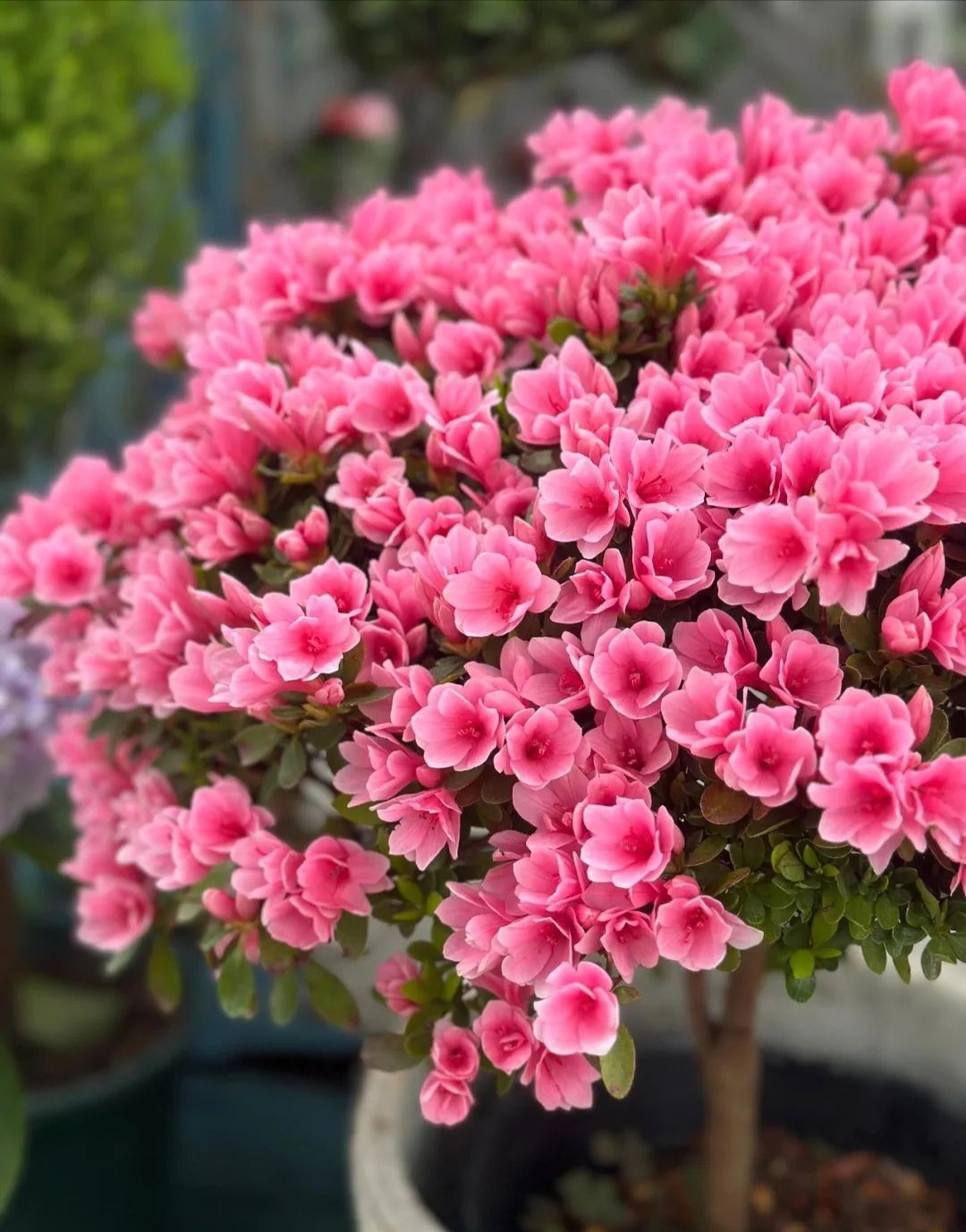 Featured image of post 韦伯望远镜发现迄今最早超新星；地球蕴藏巨量“黄金氢”能源；Instagram 赋予用户算法控制权