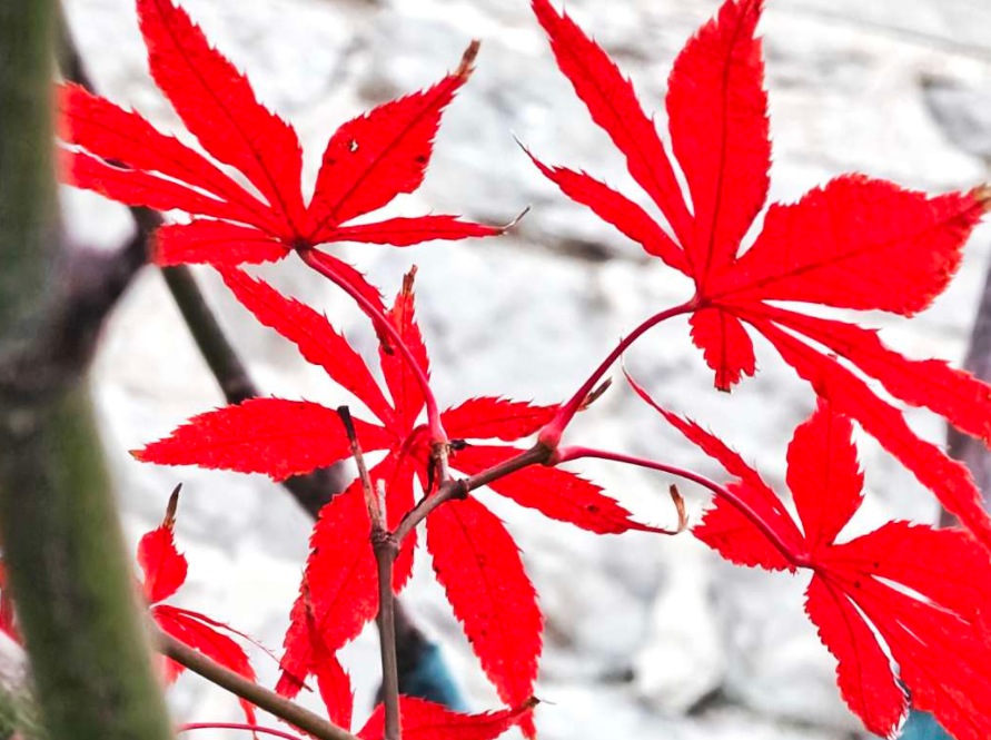 Featured image of post 清理 mac 电脑磁盘空间