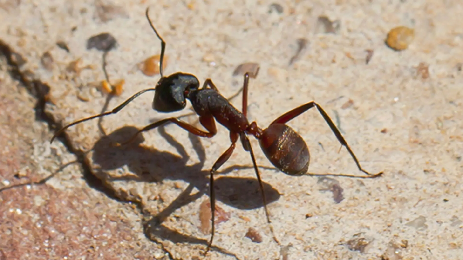 仿生导航机器人