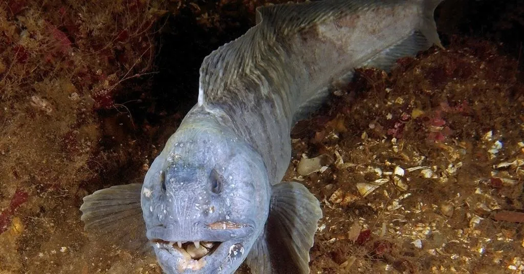 深海狼鱼及其独特牙齿结构