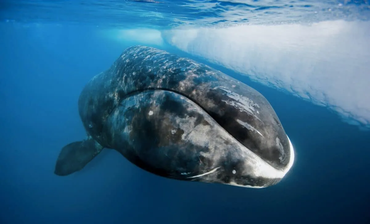 Longevity Whale Research